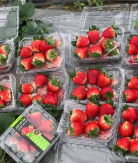 Mẫu hộp nhựa đựng dâu, cherry sang - xịn - giá tốt nổi bật nhất thị trường