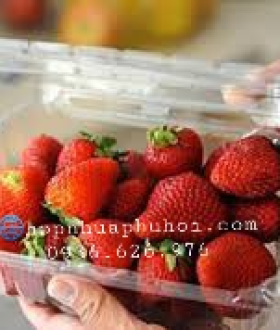 Hình hộp nhựa đựng trái cây