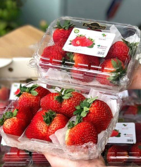 Hộp nhựa đựng trái cây Jadebox: Giải pháp bảo quản hoàn hảo, nâng tầm giá trị nông sản