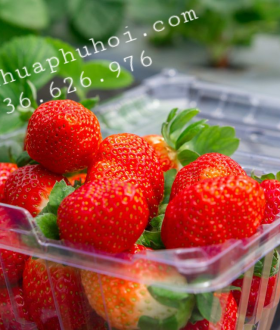 Hộp nhựa trong đựng trái cây 