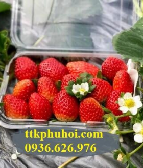 HỘP NHỰA ĐỰNG HOA QUẢ
