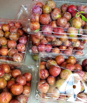 Hộp Nhựa Trong Suốt 2kg Phú  – Xu Hướng Đóng Gói Trái Cây 2025