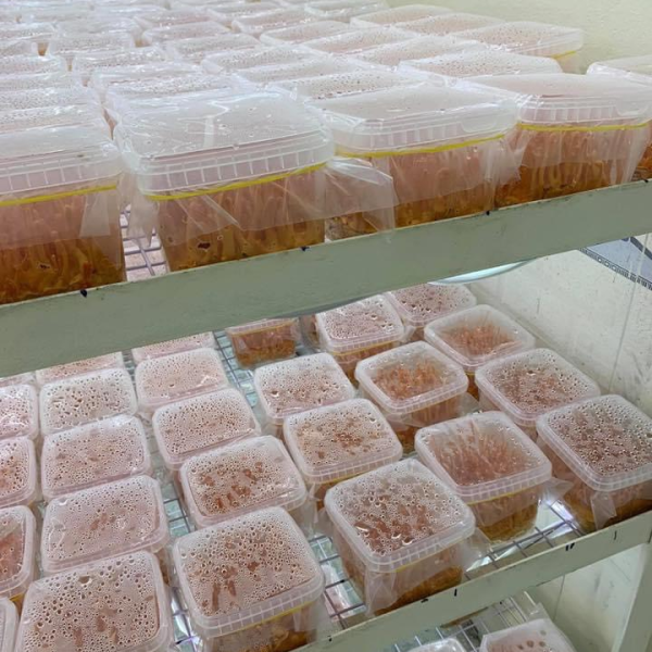 Hộp nhựa vuông đựng đông trùng hạ thảo