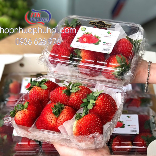 Hộp nhựa đựng nấm P500CX