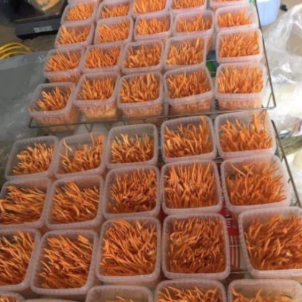 Hộp nhựa vuông đựng đông trùng hạ thảo