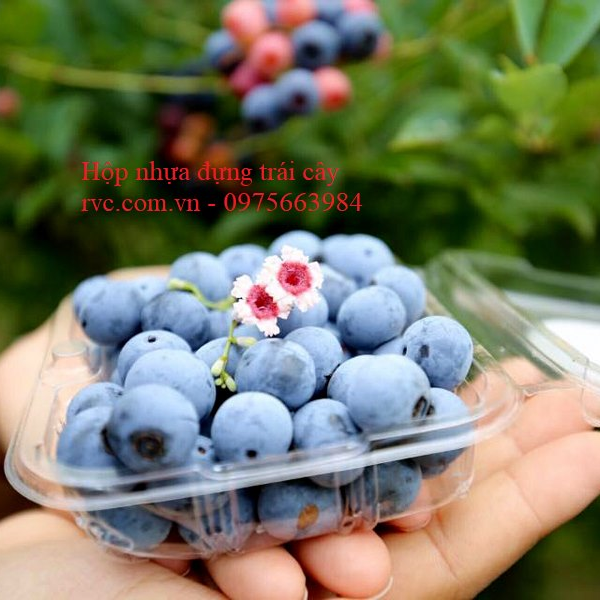 Hộp nhựa đựng rong nho P150B