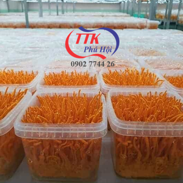 Hộp nhựa trong đựng đông trùng hạ thảo