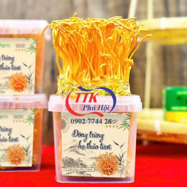 Hộp nhựa trong đựng đông trùng hạ thảo