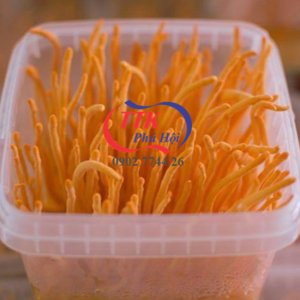 Hộp nhựa vuông đựng đông trùng