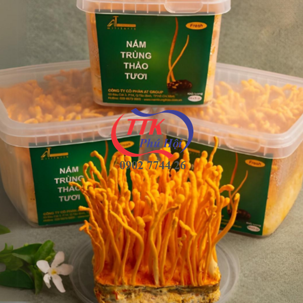 Hộp nuôi đông trùng hạ thảo
