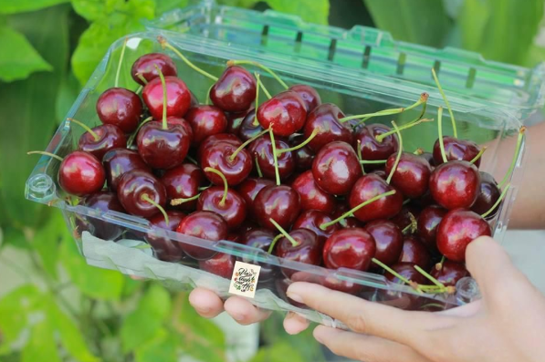 Hộp nhựa đựng cherry