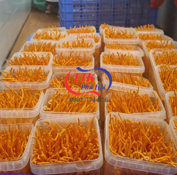 Hộp nhựa trong đựng đông trùng hạ thảo
