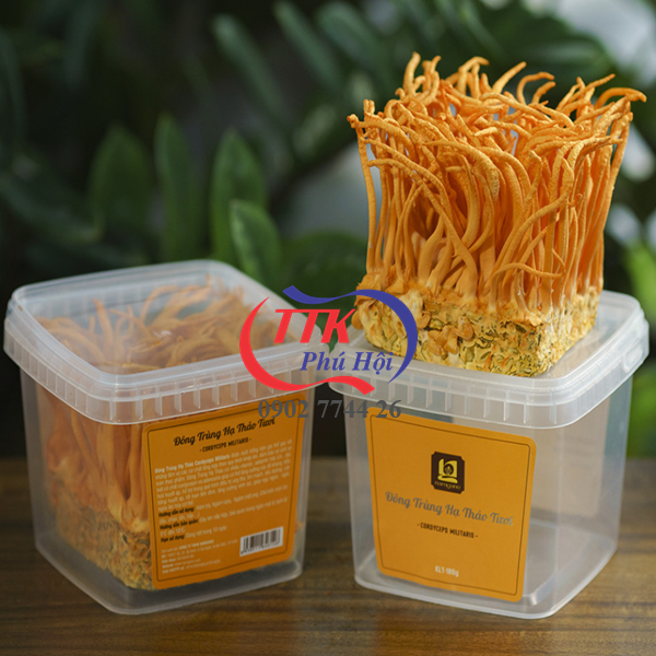 Hộp nhựa trưng bày đông trùng