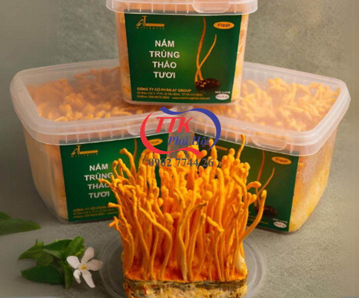 Hộp nhựa vuông trồng đông trùng hạ thảo