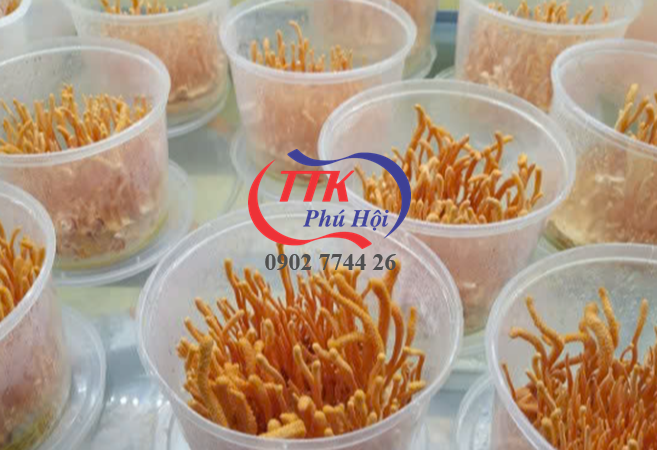 Hũ nhựa tròn đựng đông trùng hạ thảo