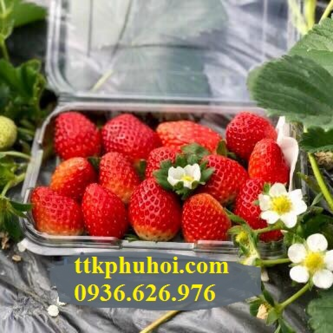 HỘP NHỰA ĐỰNG TRÁI CÂY P350A